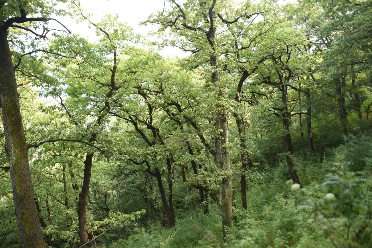 Скала Танковый Люк, image of landscape/habitat.