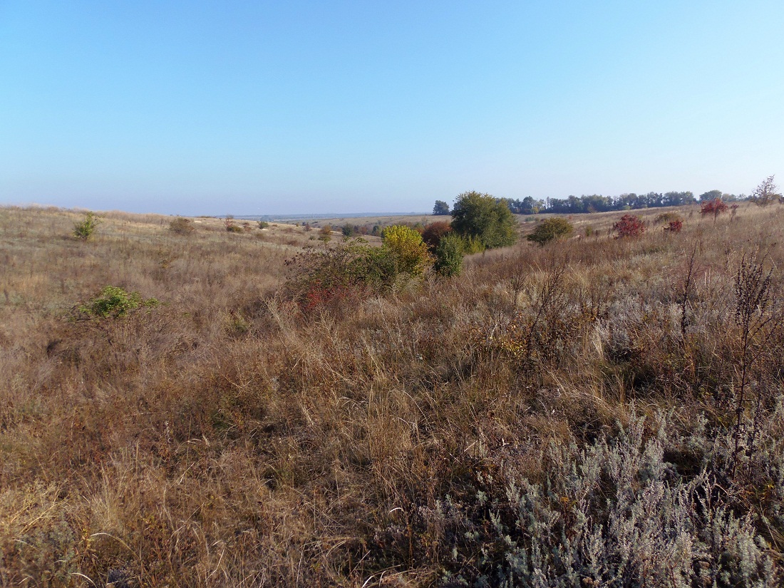 Поля ИМК и прилегающие территори, изображение ландшафта.