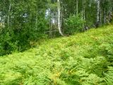 Титов Лог, image of landscape/habitat.