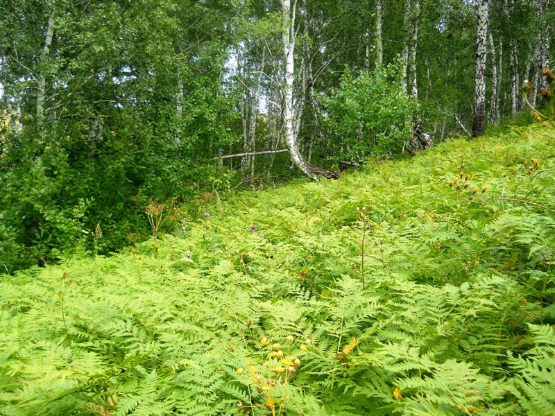 Титов Лог, image of landscape/habitat.