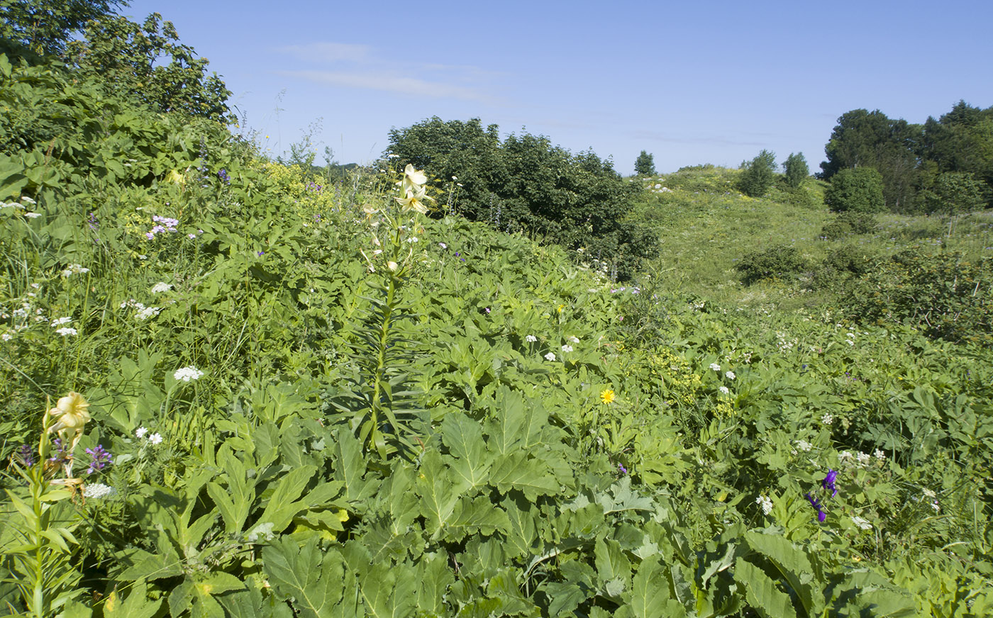 Черногор, image of landscape/habitat.