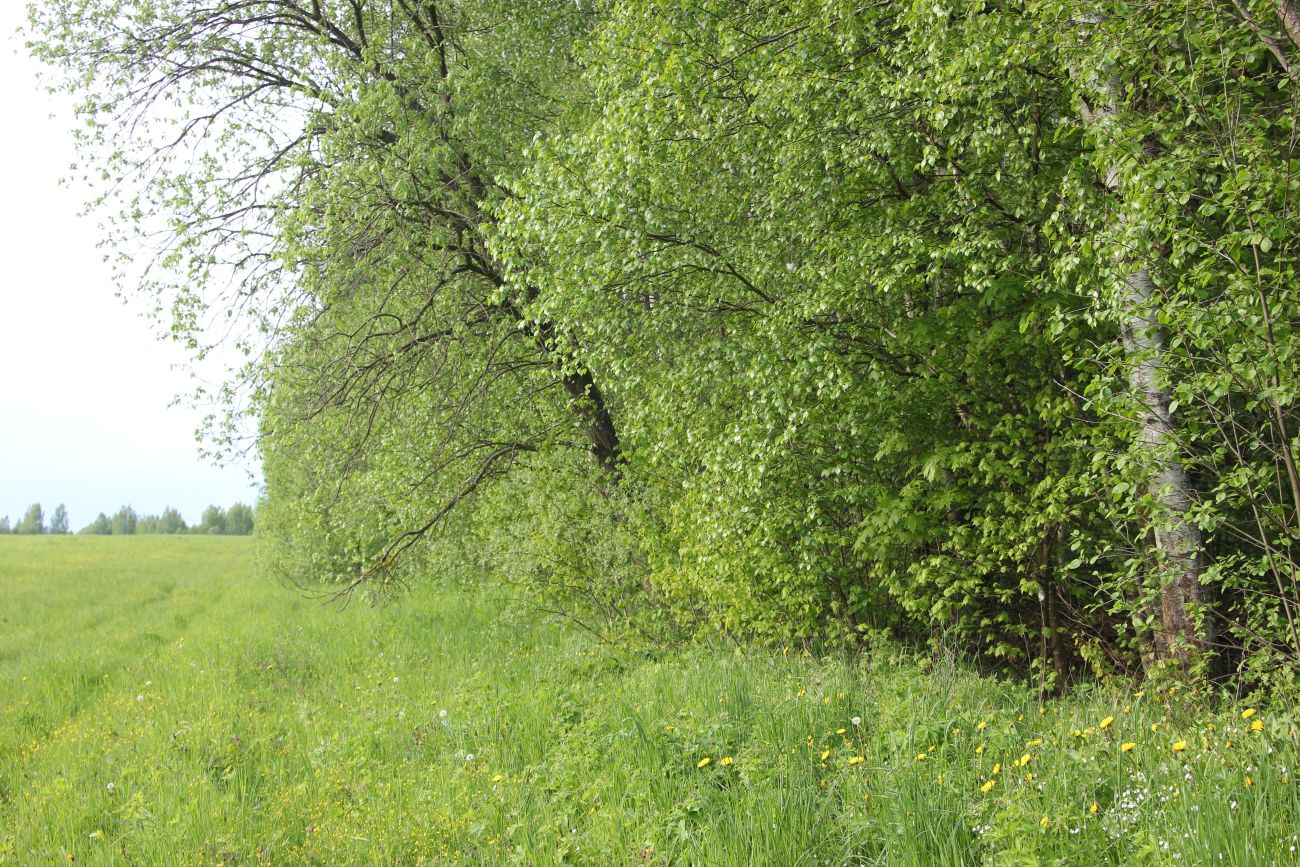 Окрестности деревни Чёлохово, image of landscape/habitat.