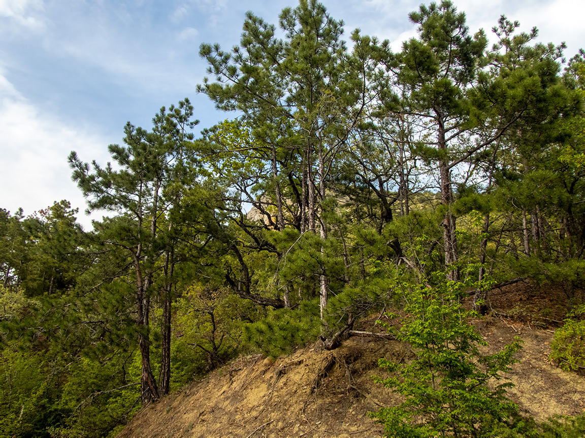 Хребет Токлук-Сырт, image of landscape/habitat.
