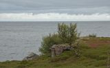 Тетрино, image of landscape/habitat.