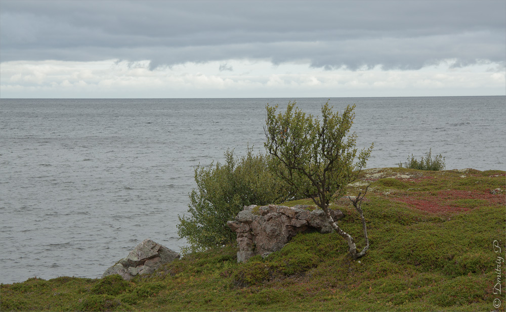 Тетрино, image of landscape/habitat.