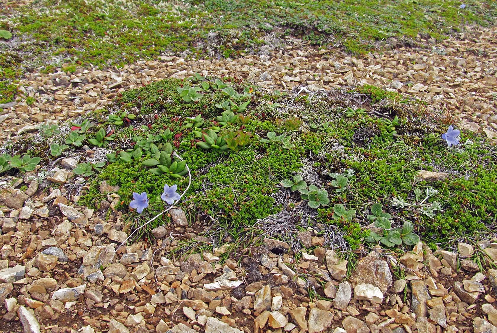 Остров Медный, image of landscape/habitat.