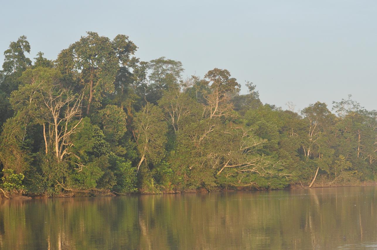 Река Кинабатанган, изображение ландшафта.