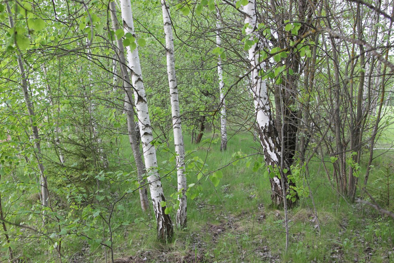 Окрестности деревни Чёлохово, изображение ландшафта.