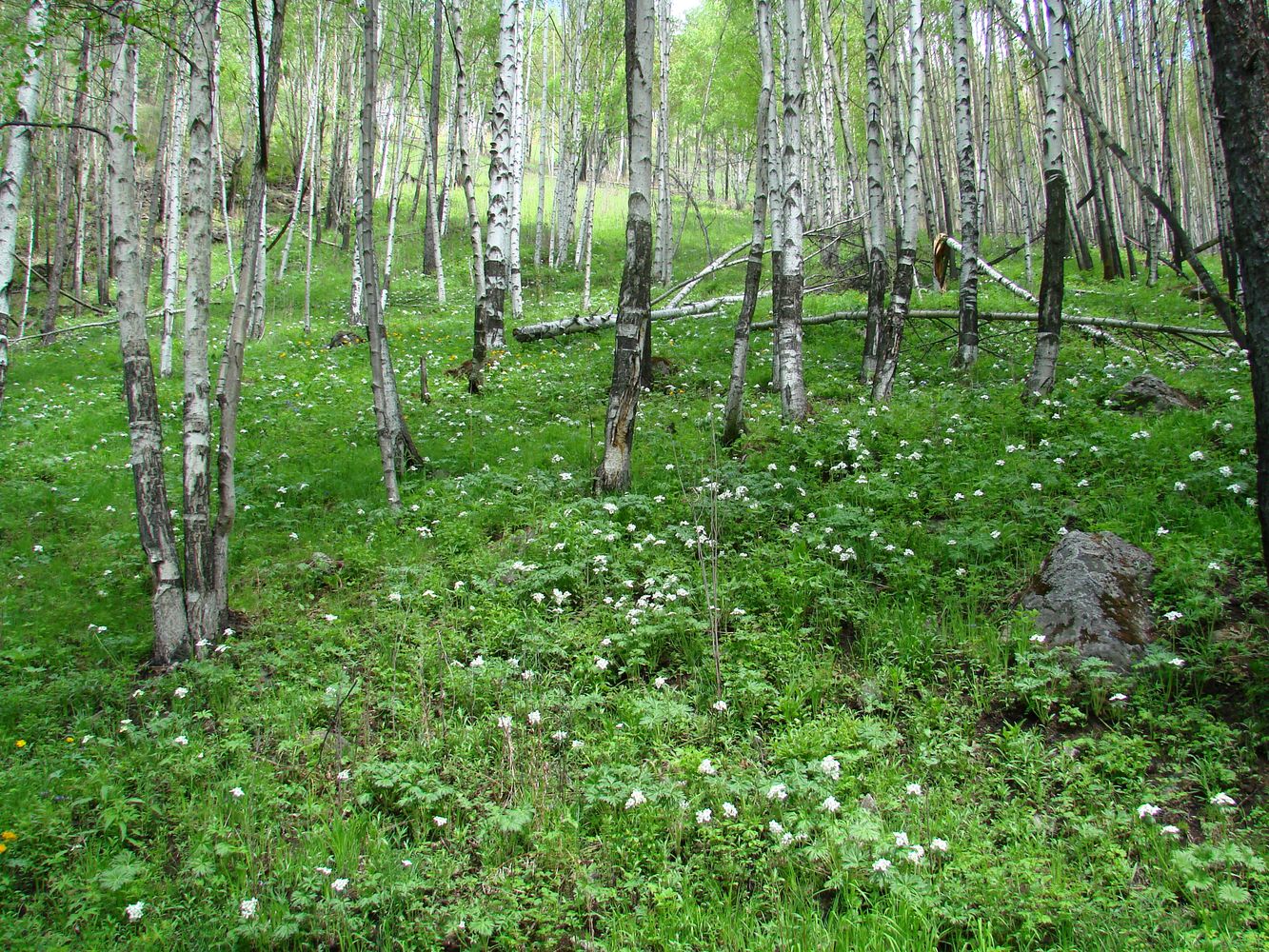 Кругобайкальская железная дорога, image of landscape/habitat.