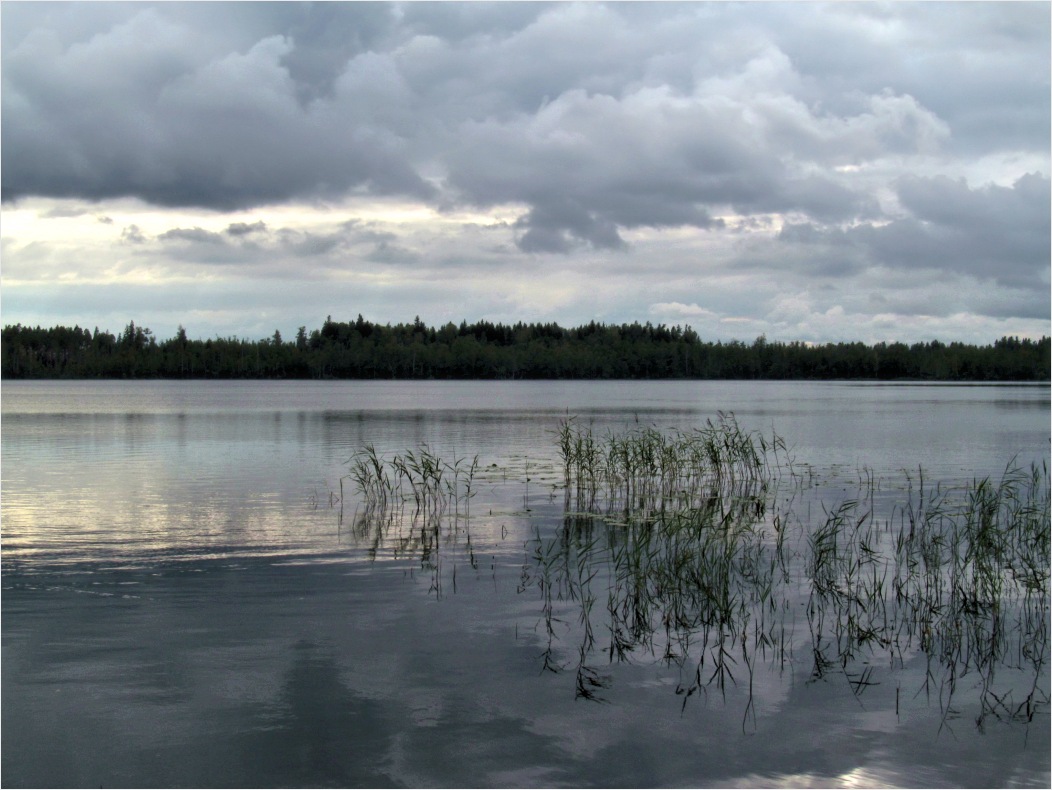 Пелецкий Мох, изображение ландшафта.