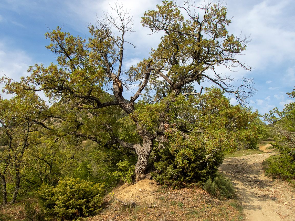 Хребет Токлук-Сырт, image of landscape/habitat.