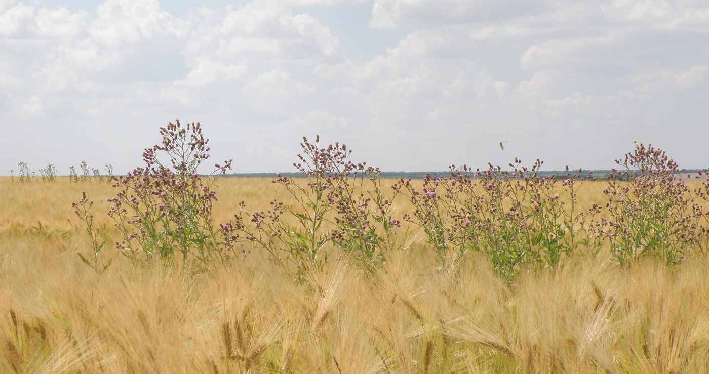 Станица Шкуринская, image of landscape/habitat.