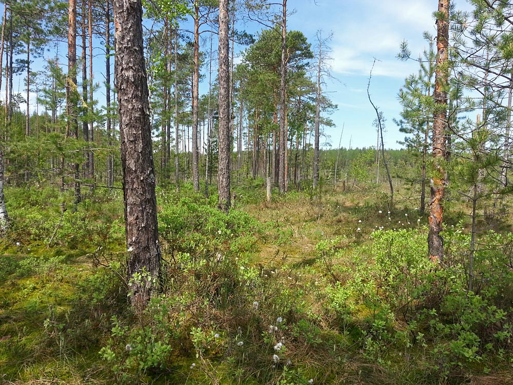 Устиново - Кокориха, image of landscape/habitat.