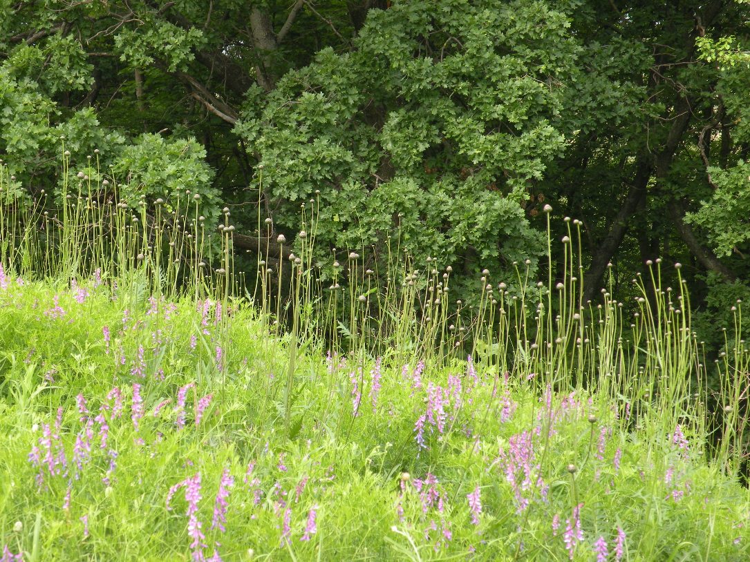 Верховья реки Самоткань, image of landscape/habitat.