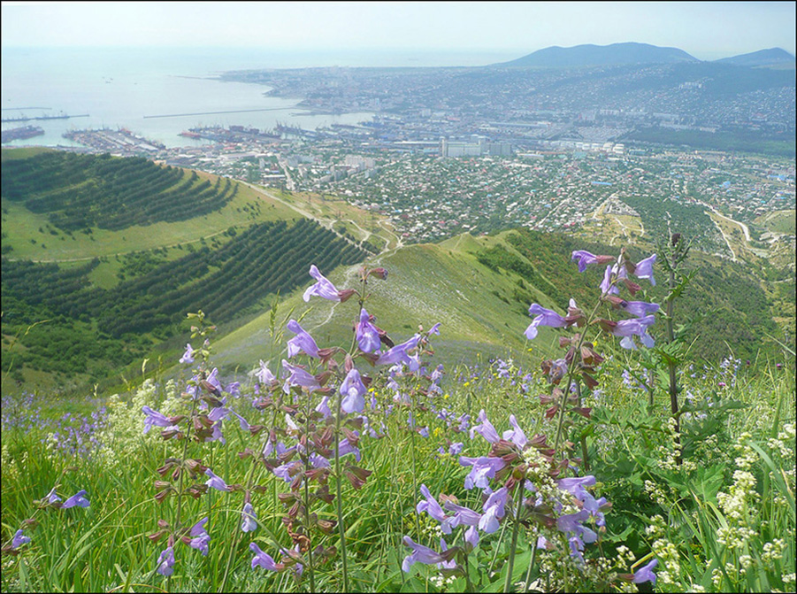 Гора Лысая-Новороссийская, image of landscape/habitat.