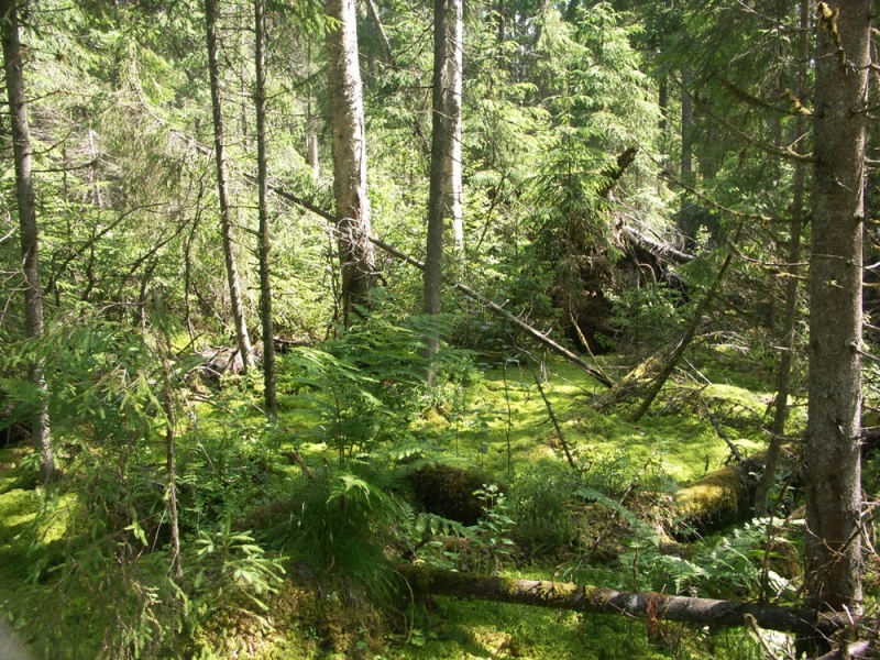 Котельский заказник, image of landscape/habitat.