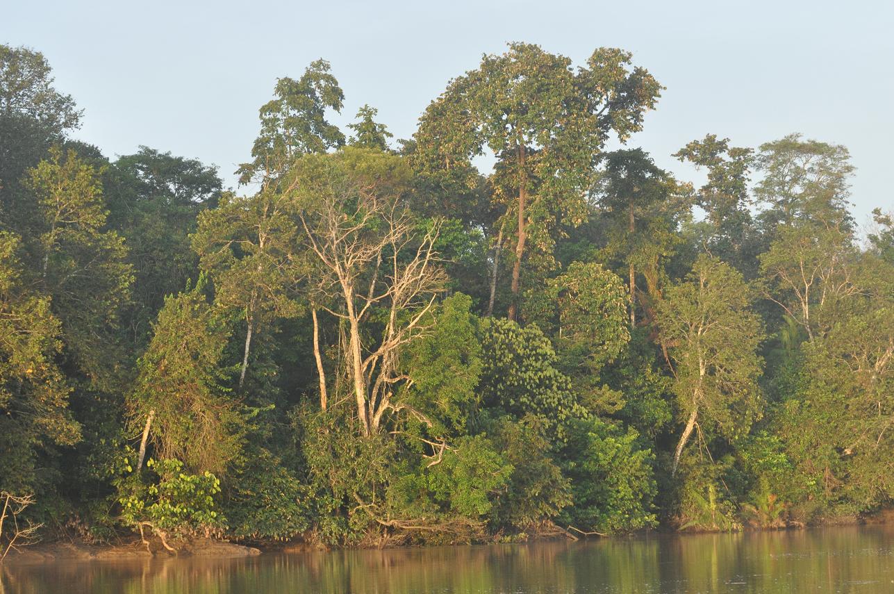 Река Кинабатанган, image of landscape/habitat.