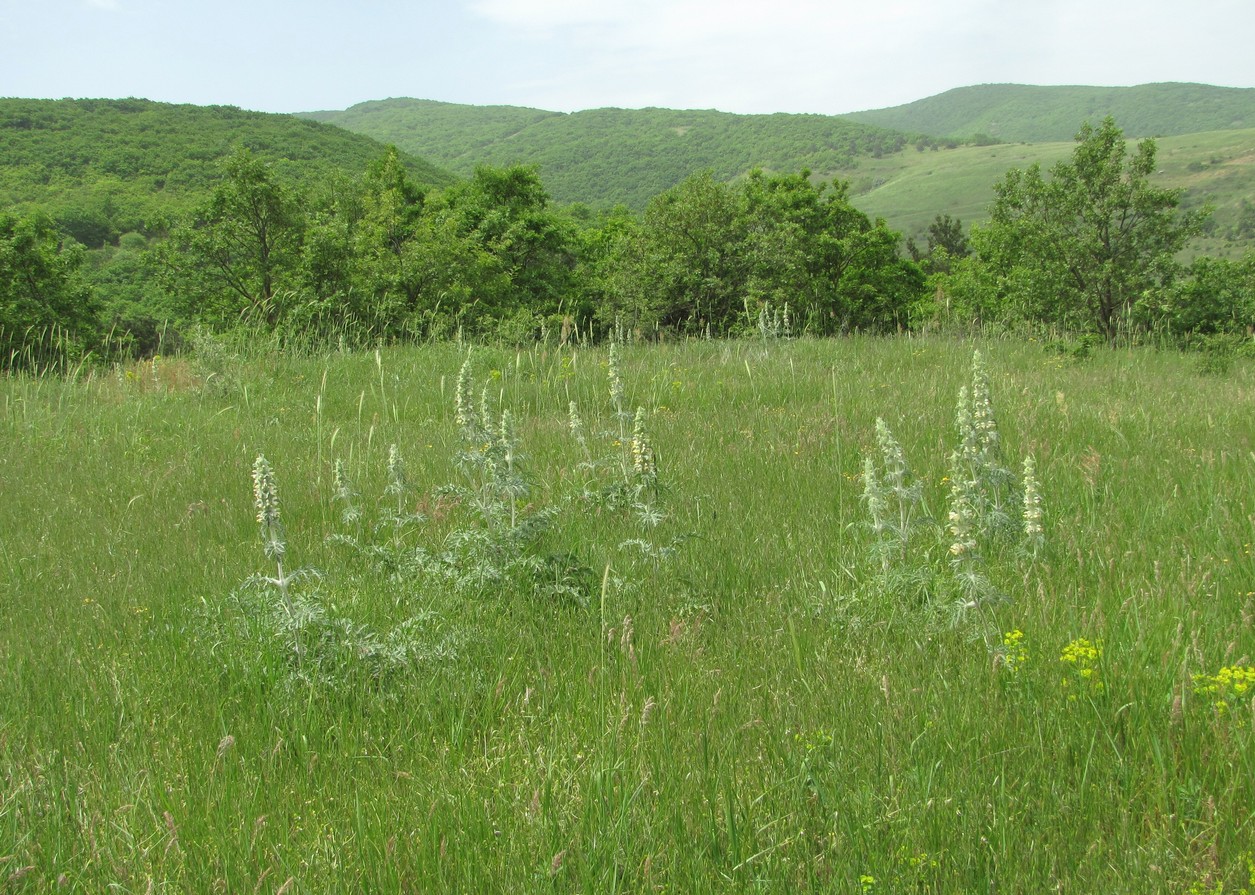 Дербент, image of landscape/habitat.