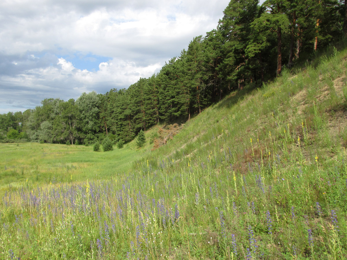 Окрестности села Лесное, image of landscape/habitat.