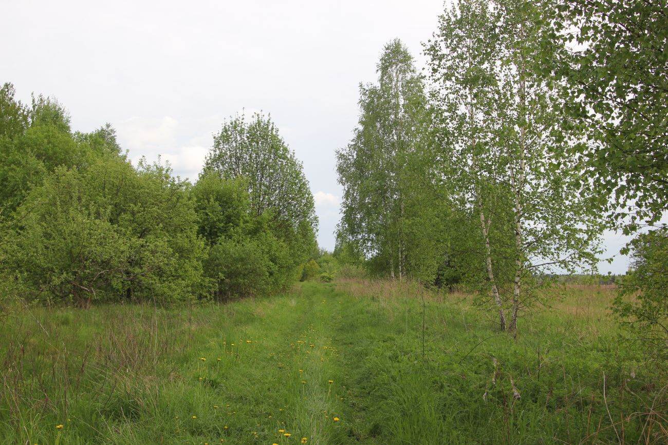 Окрестности деревни Сатино, image of landscape/habitat.