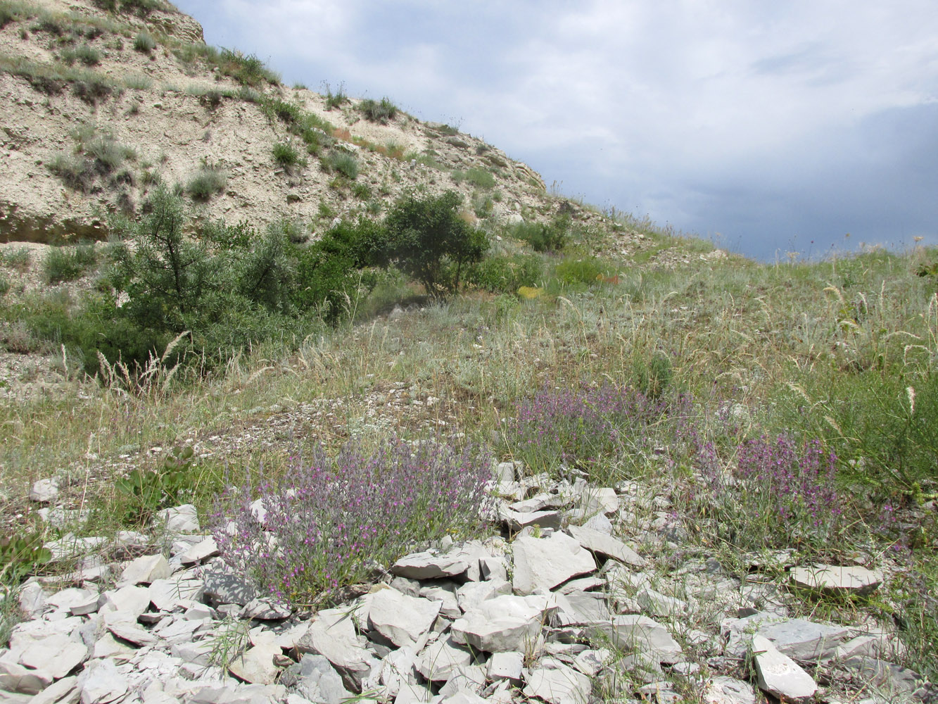 Талги, image of landscape/habitat.