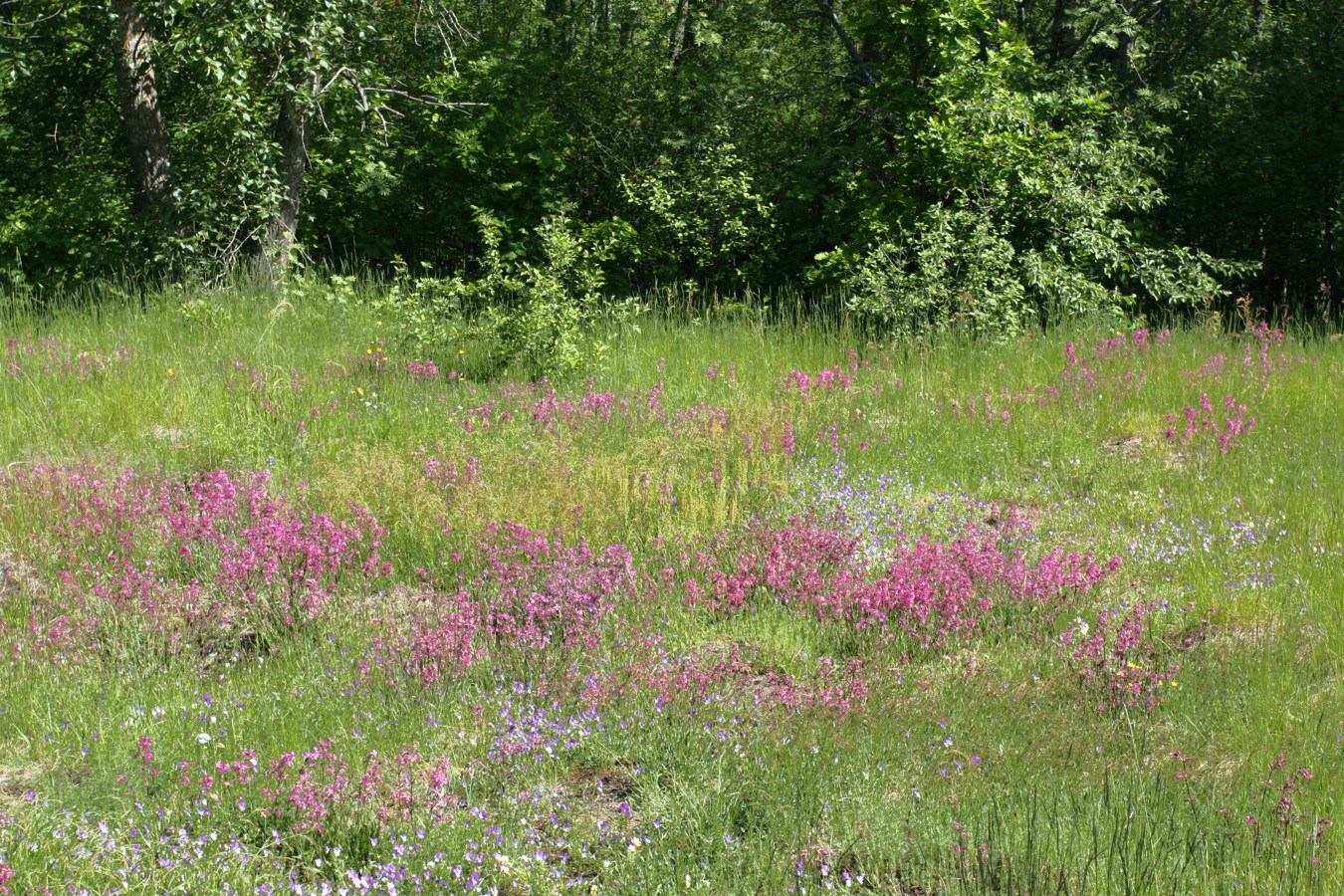 Каравалдай, image of landscape/habitat.
