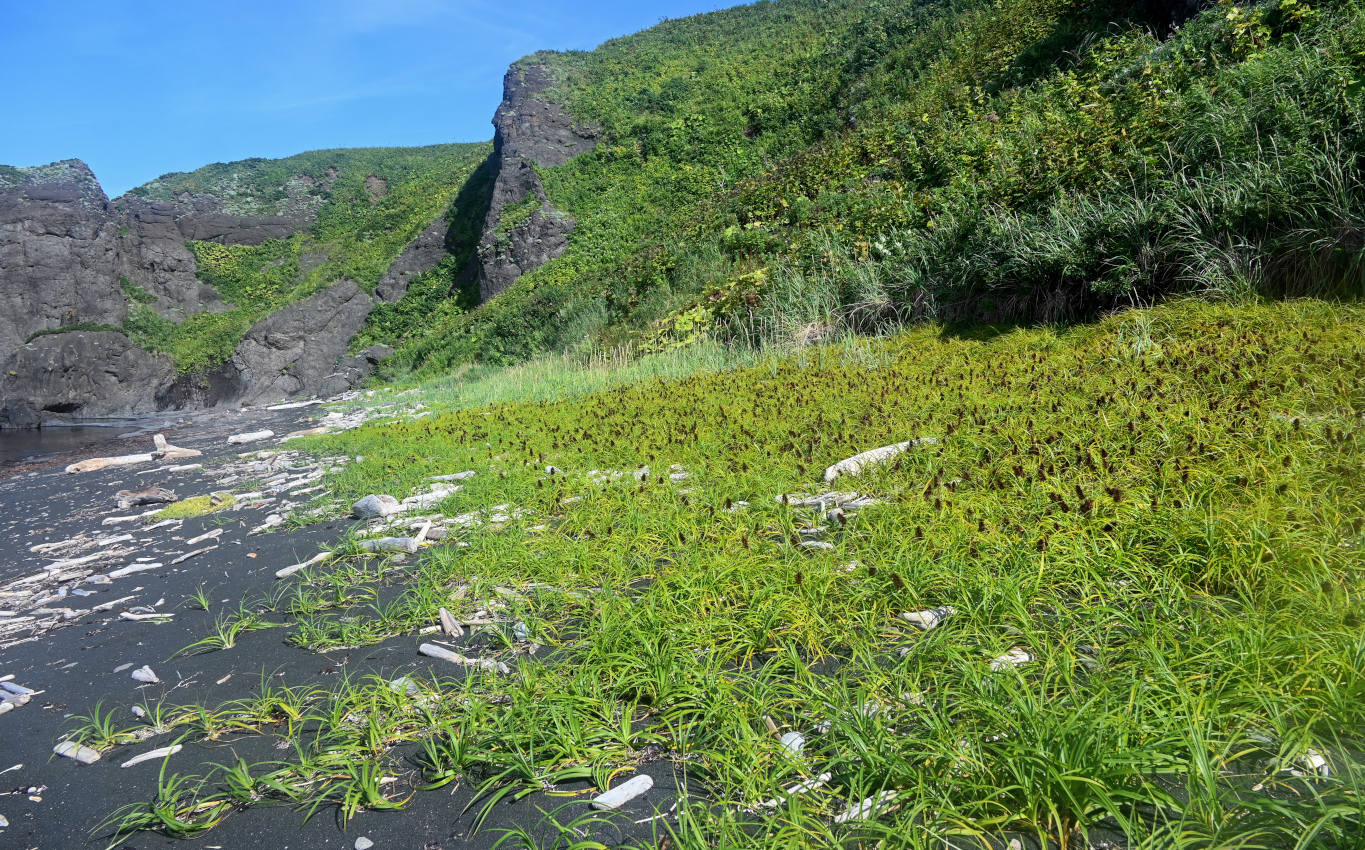 Окрестности мыса Исопараури, image of landscape/habitat.