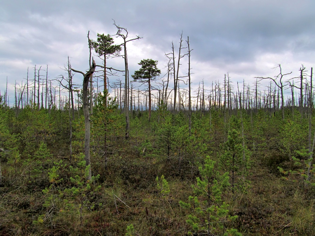 Пелецкий Мох, image of landscape/habitat.