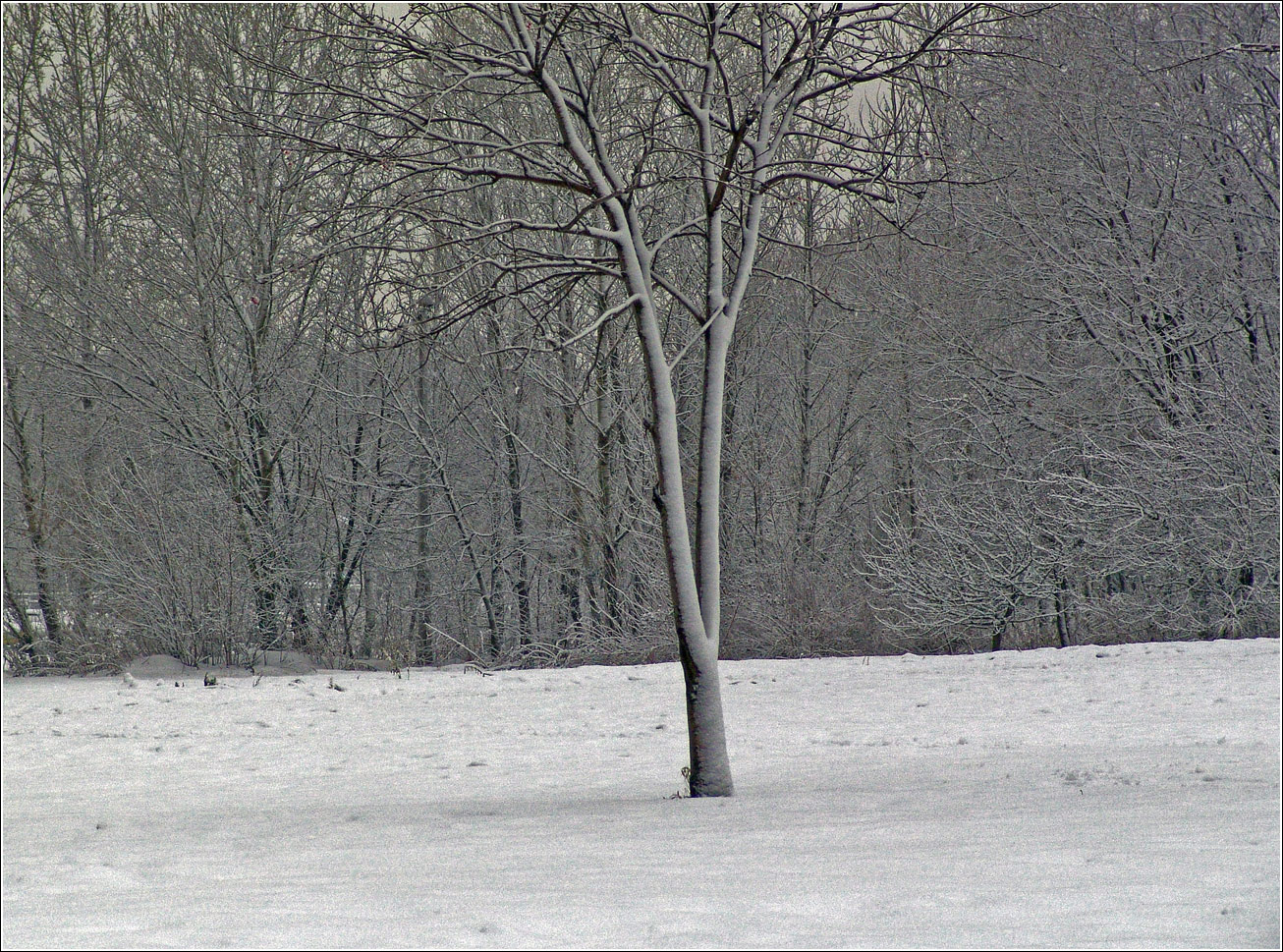 Кузьминский лесопарк, image of landscape/habitat.