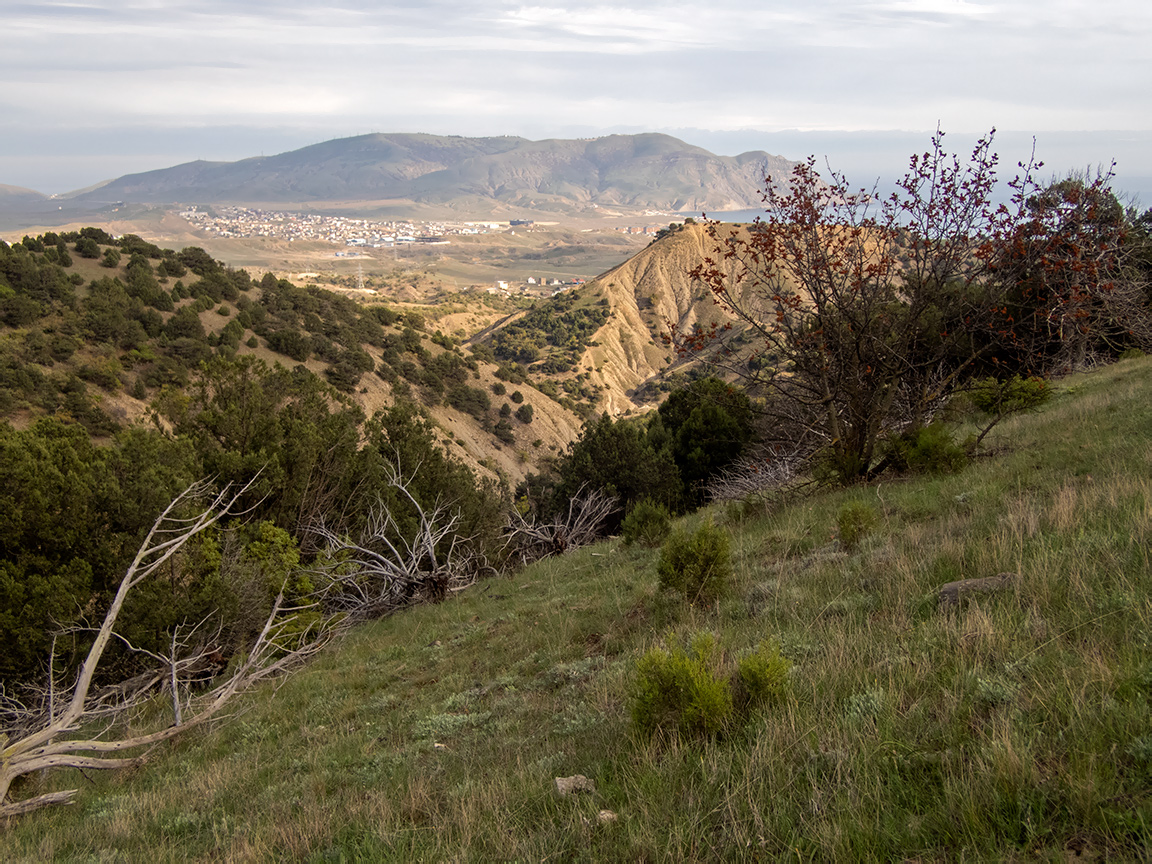 Хребет Токлук-Сырт, image of landscape/habitat.