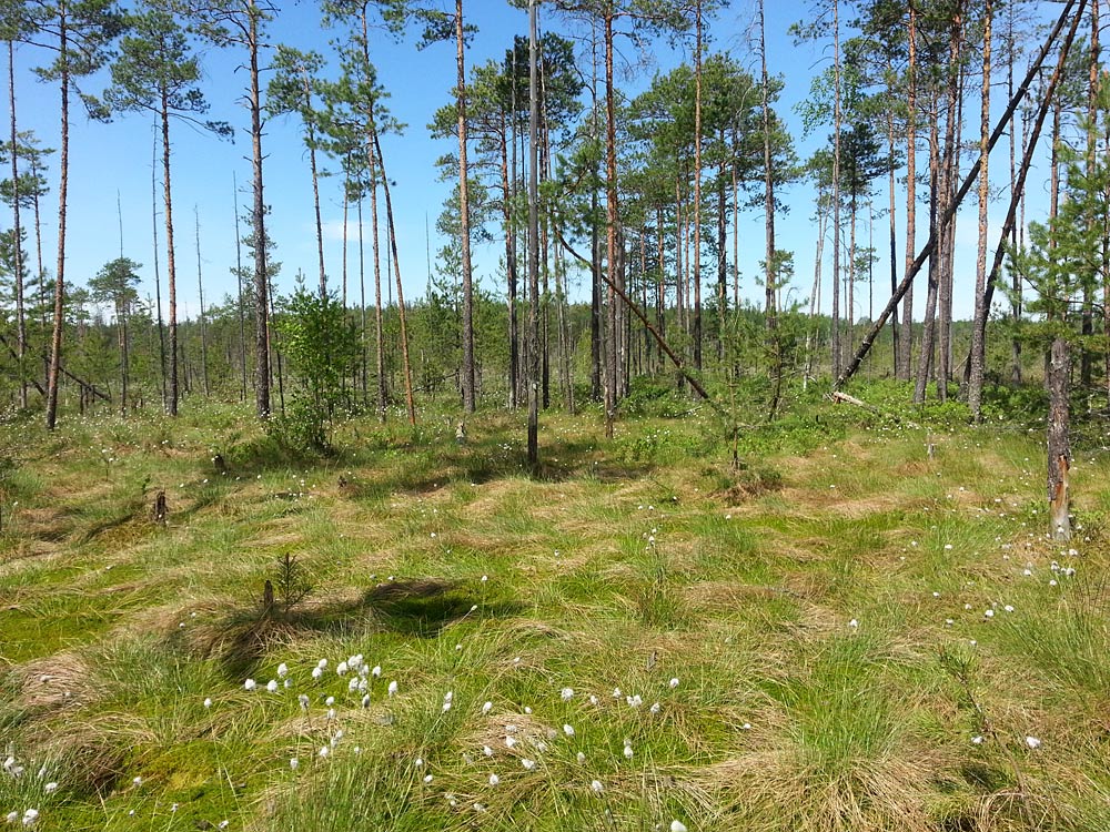 Устиново - Кокориха, image of landscape/habitat.