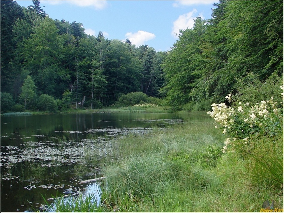Поляница, image of landscape/habitat.