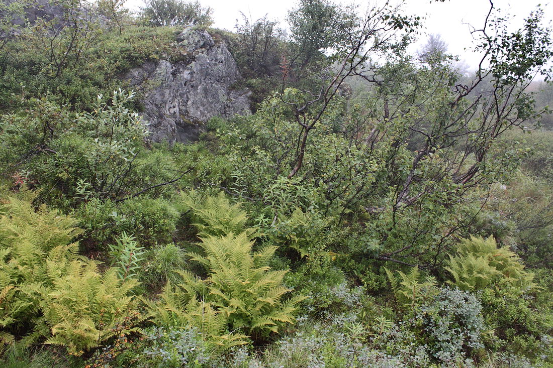 Лисья сопка, image of landscape/habitat.