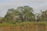Река Кинабатанган, image of landscape/habitat.