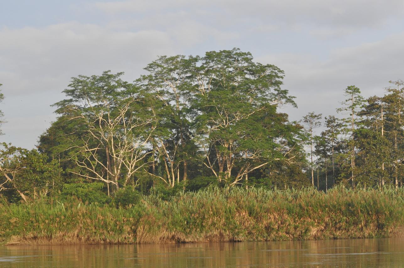 Река Кинабатанган, image of landscape/habitat.
