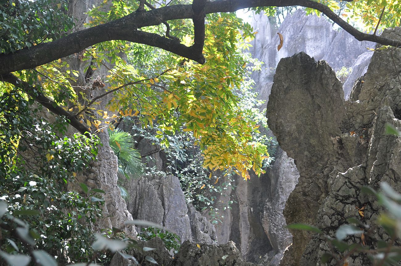 Каменный лес Шилинь, image of landscape/habitat.
