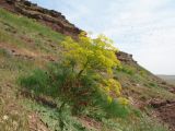 Озеро Акколь, image of landscape/habitat.