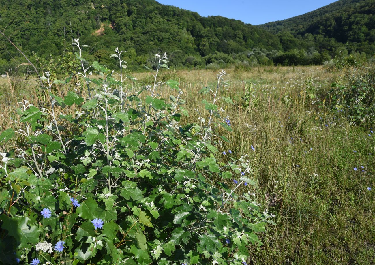 Урочище Бокши, image of landscape/habitat.