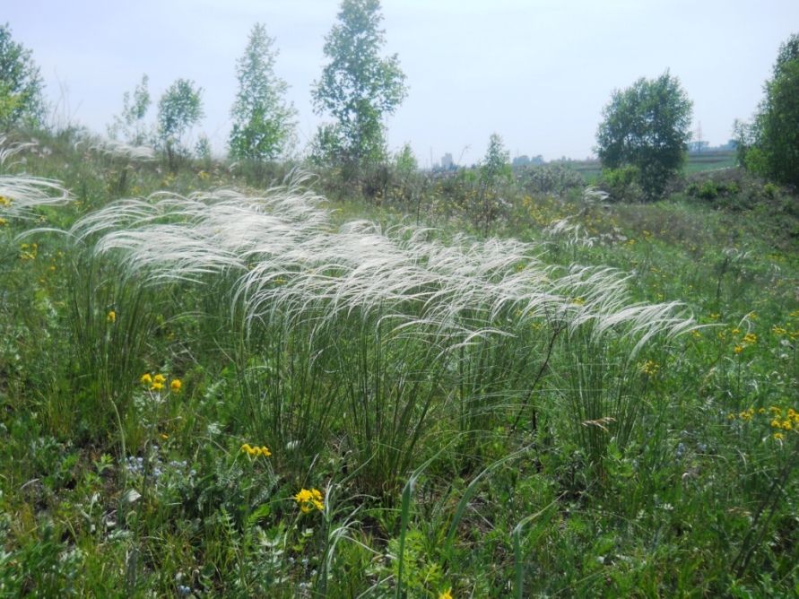 Долина реки Шипунихи, image of landscape/habitat.