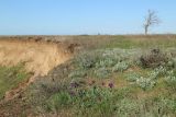 Железный Рог, image of landscape/habitat.