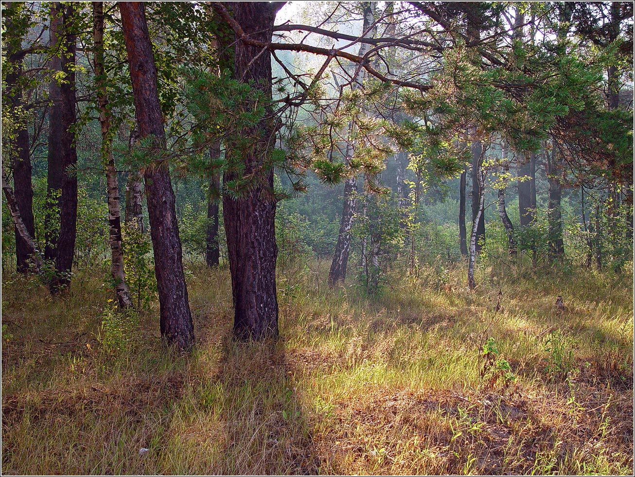 Окрестности Хрипани, image of landscape/habitat.
