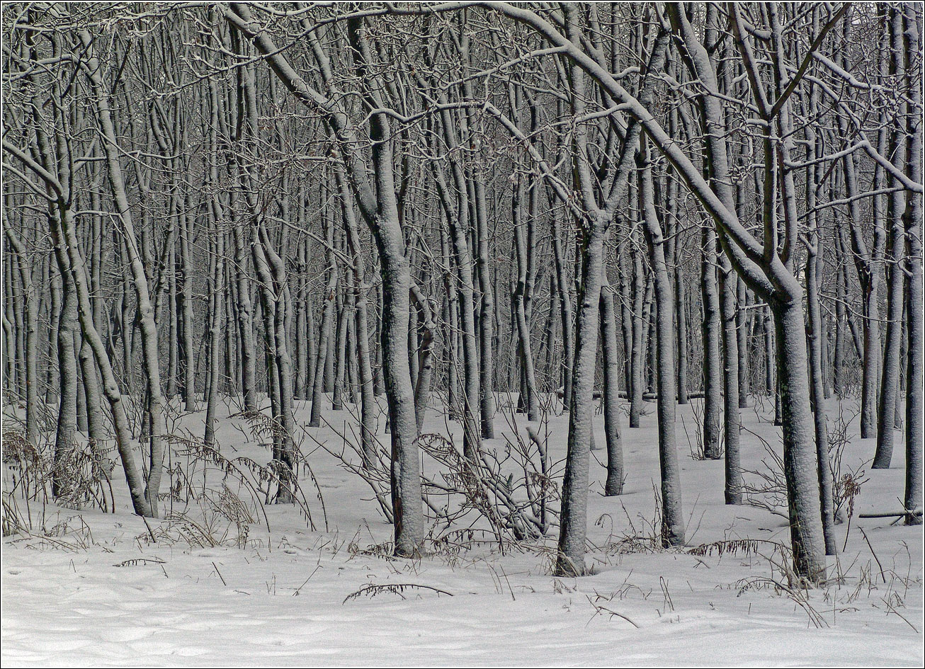 Кузьминский лесопарк, image of landscape/habitat.