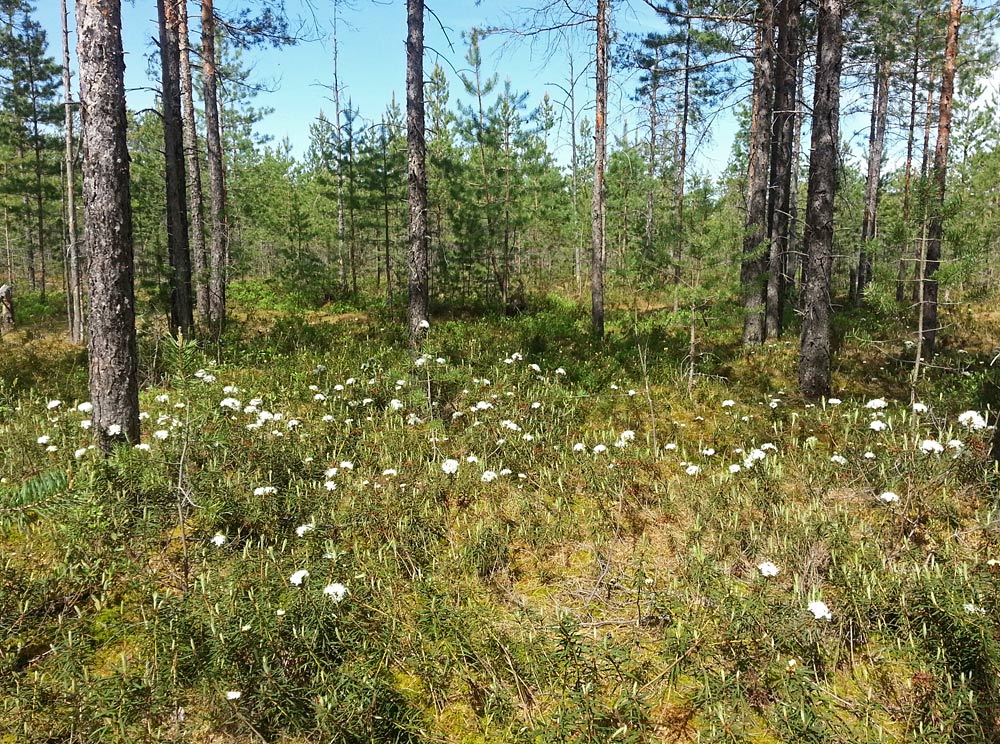 Устиново - Кокориха, image of landscape/habitat.