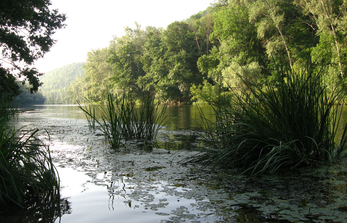 Богородичное, image of landscape/habitat.