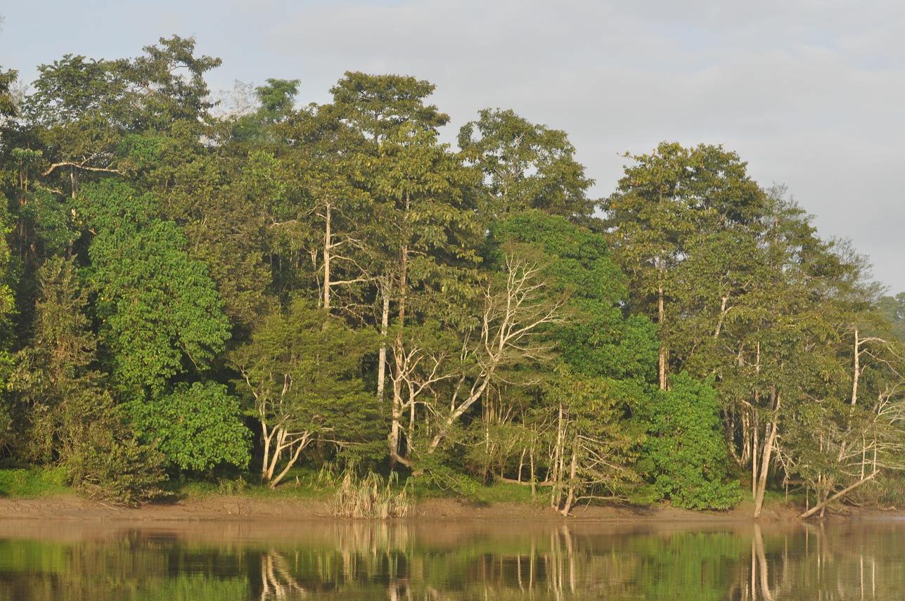 Река Кинабатанган, image of landscape/habitat.