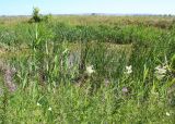 Окрестности Украинки, image of landscape/habitat.