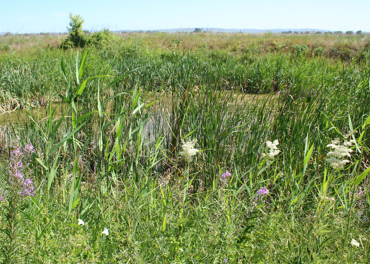 Окрестности Украинки, image of landscape/habitat.