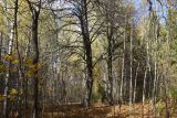Окрестности деревни Чёлохово, image of landscape/habitat.