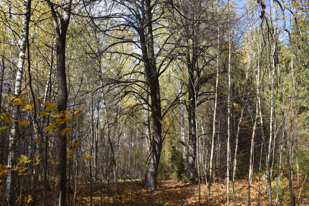 Окрестности деревни Чёлохово, image of landscape/habitat.