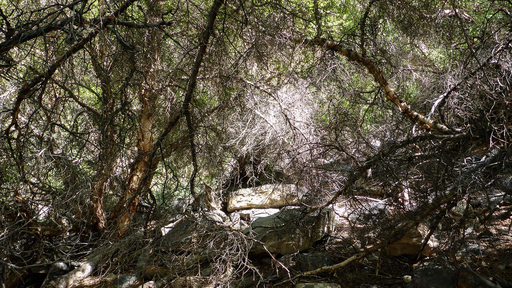 Берёзовая, image of landscape/habitat.